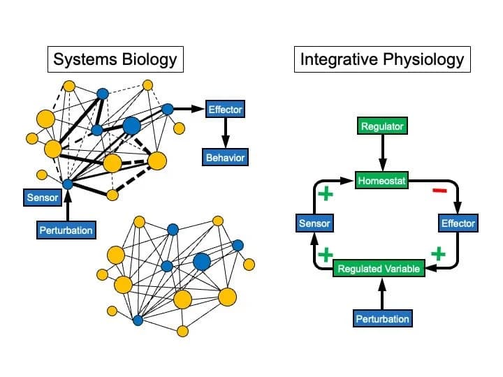 Diagram illustrating integrative physiology and systems biology approaches